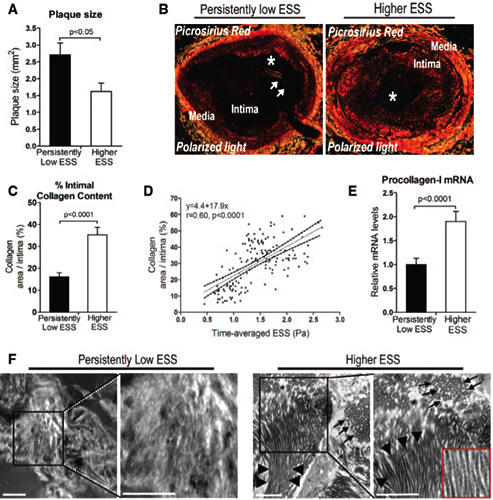 Arteriosclerosis, Thrombosis, and Vascular Biology
