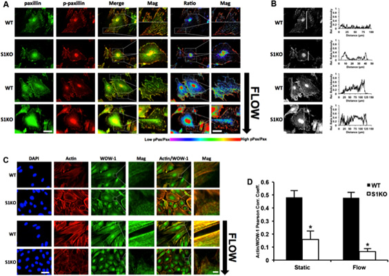 Journal of Biological Chemistry