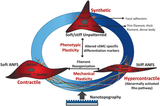 Tissue Engineering, Part A,